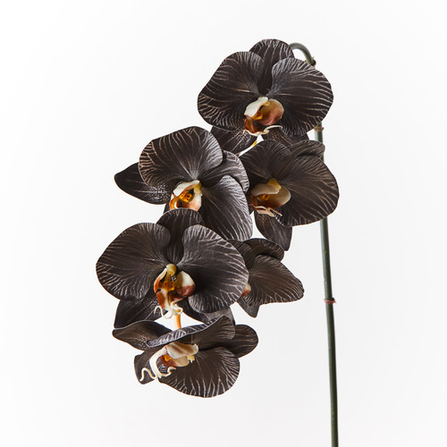 Luxe Orchid 8509BKWH