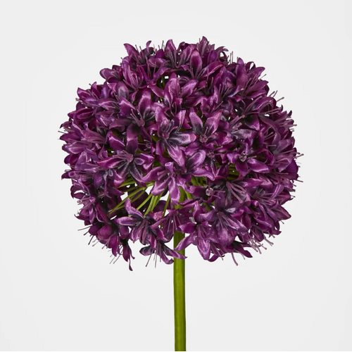 Allium Flower A107LAV