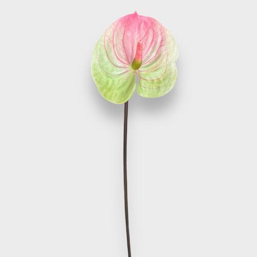 Anthurium A29P