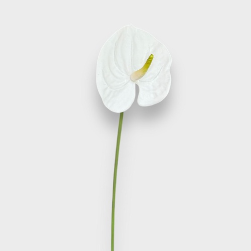 Anthurium A29W