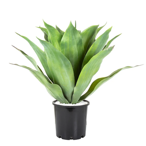 AGAVE ARR211