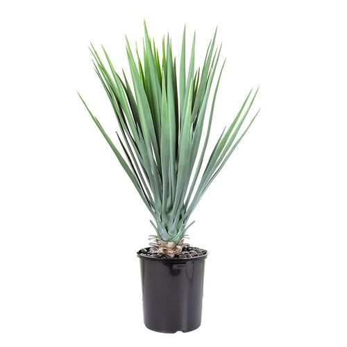 Yucca Rostrata Potted 70 cm H