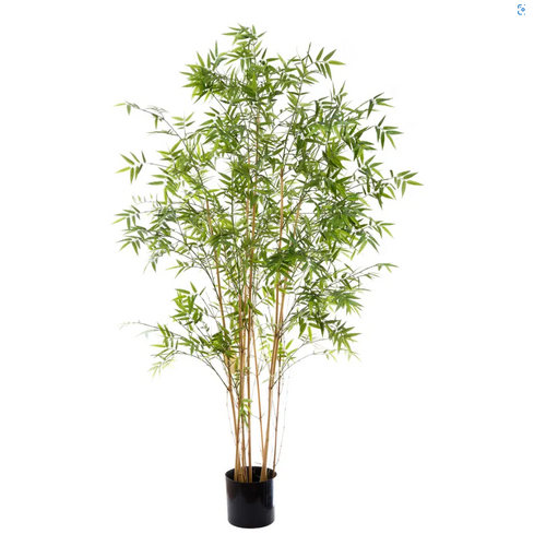 Oriental Bamboo Tree 1.9m DBOB53250