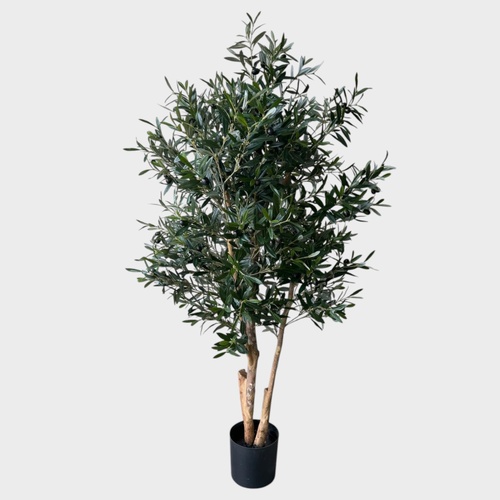 Olive Tree 1.5m DBOT43432