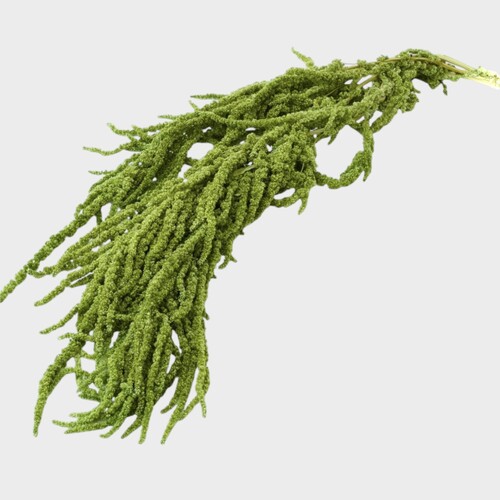 Preserved Amaranthus DF011-GR