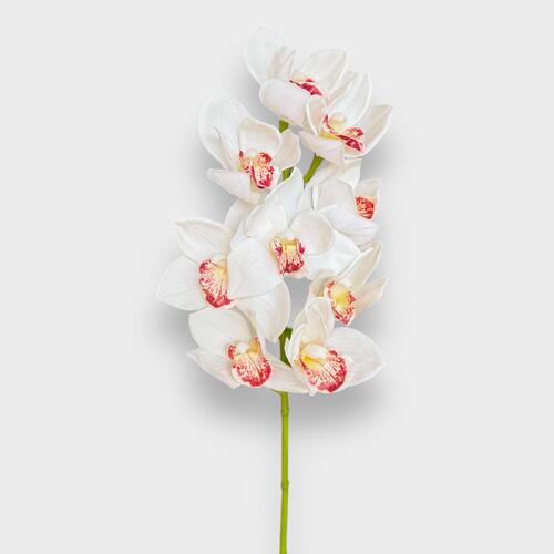 White Cymbidium Orchid EE0002-WHT