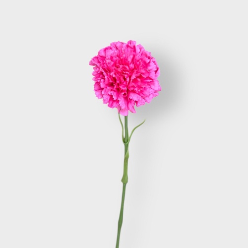 Real Touch Single Carnation FB0151-HPNK