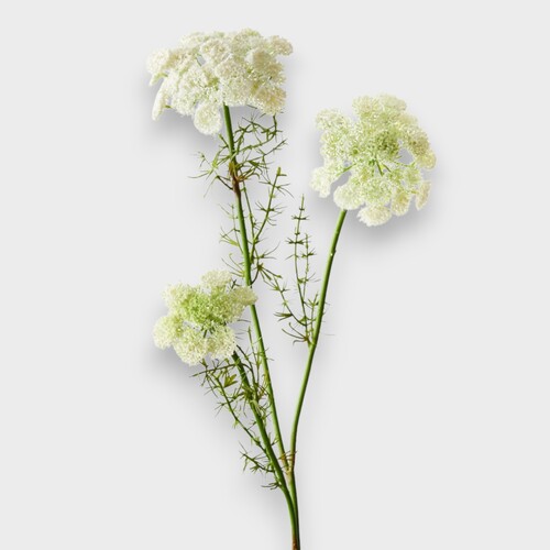 Queen Anne Lace Spray FI10410WH