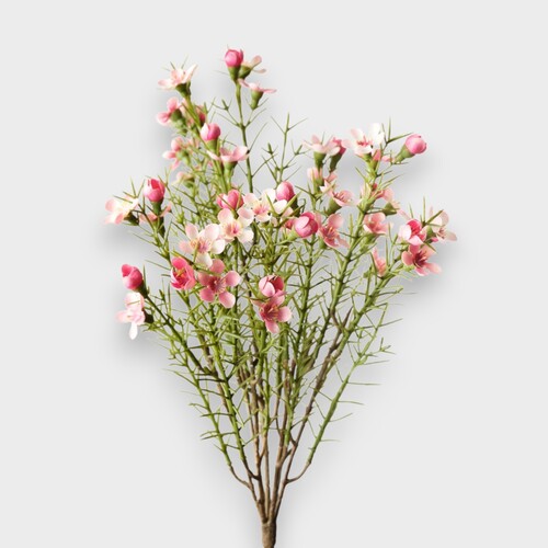 Geraldton Wax Flower Bush FI10534PK