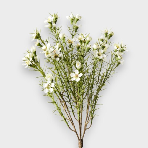 Geraldton Wax Flower Bush FI10534WH