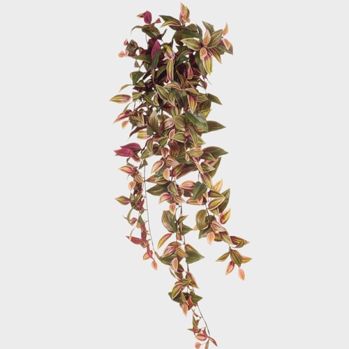 Wandering Jew Hanging Bush FI7582GRBU