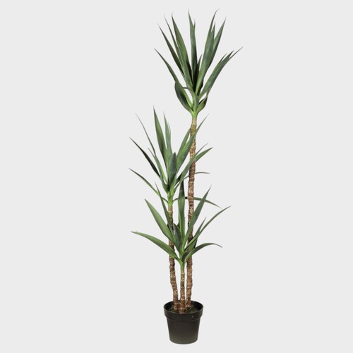 Yucca Plant FI7831GR