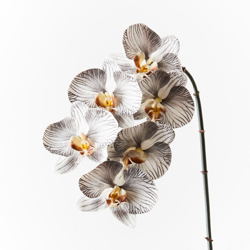 Luxe Orchid 8509WBK