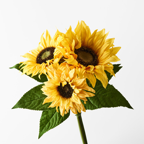 Sunflowers bunch FI8511YE