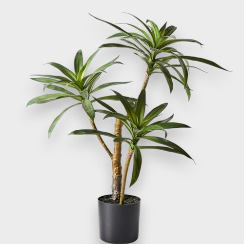 Yucca Plant FI8703GR