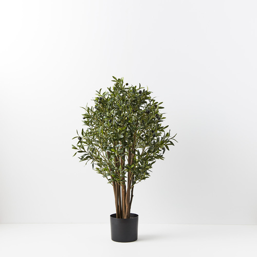 Small Olive Tree FI8780GR