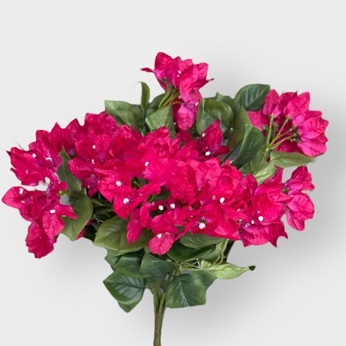 Bougainvillea Bush FI9426FU