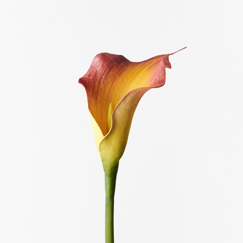 Calla Lily FI9440FL