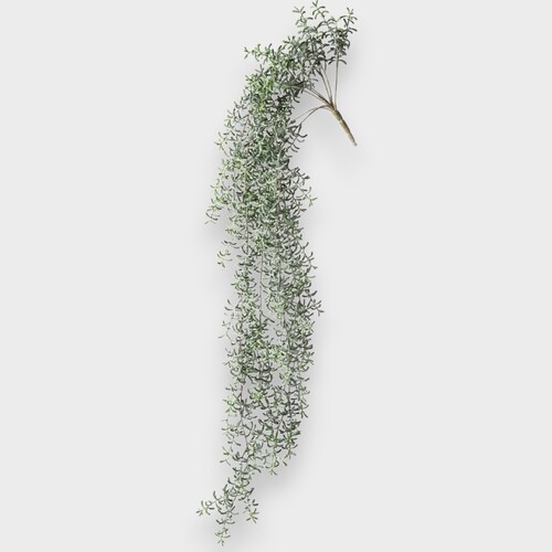 Senecio Hanging Bush FI9480GR