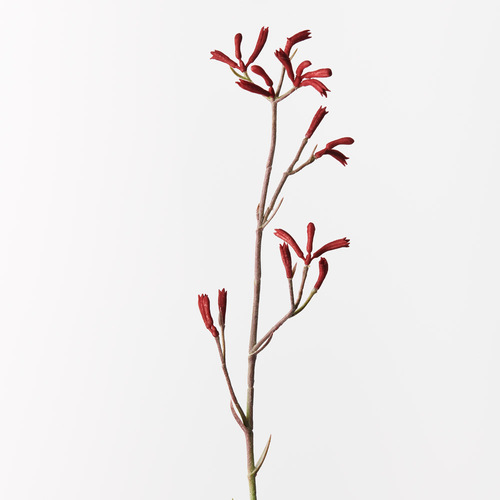 Kangaroo Paw FI9672BU