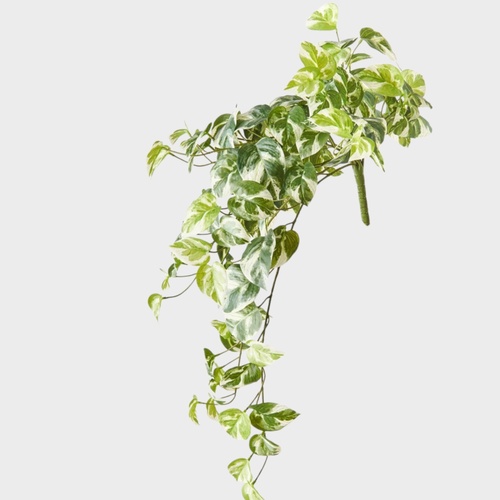 Pothos Hanging Bush FI9777VG