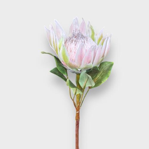 King Protea FI9983LP