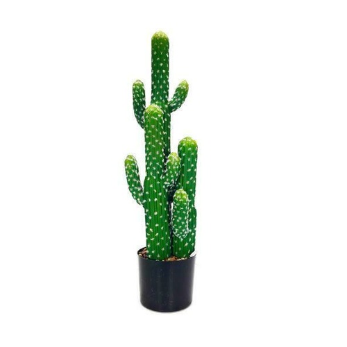 Cactus in Pot GF60756