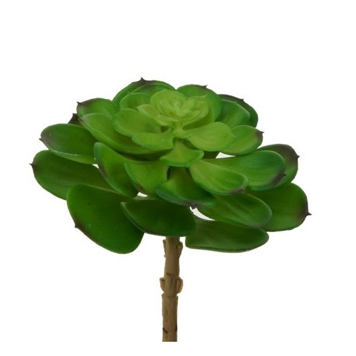 Aeonium succulent HF1348GRN