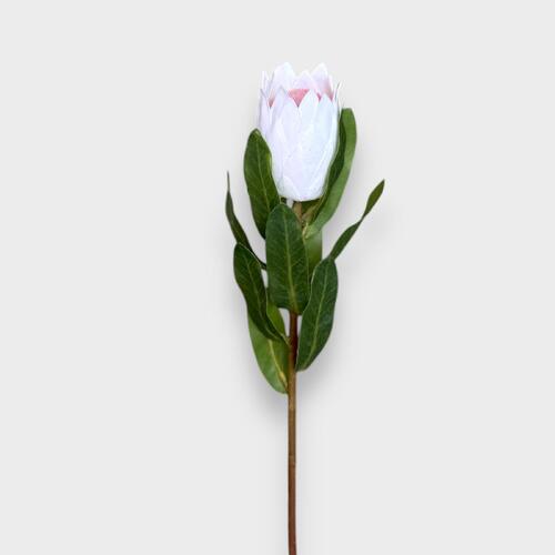 Protea Bud HF1404WHT