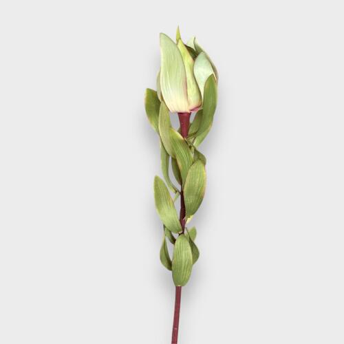 Leucadendron HF1721GRN