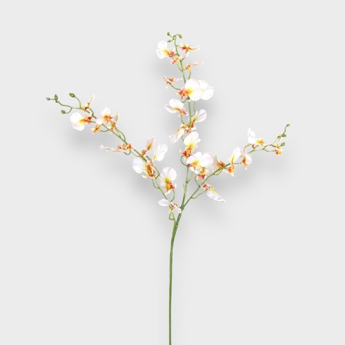 Dancing Lady orchid HF1790CRM