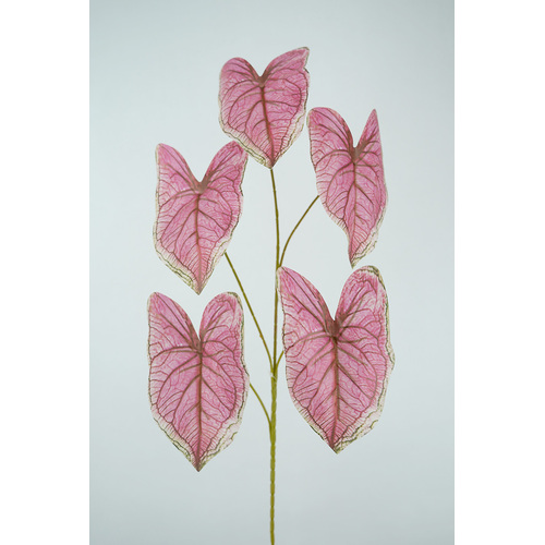 Pink Calladium Leaf Bunch HF1842
