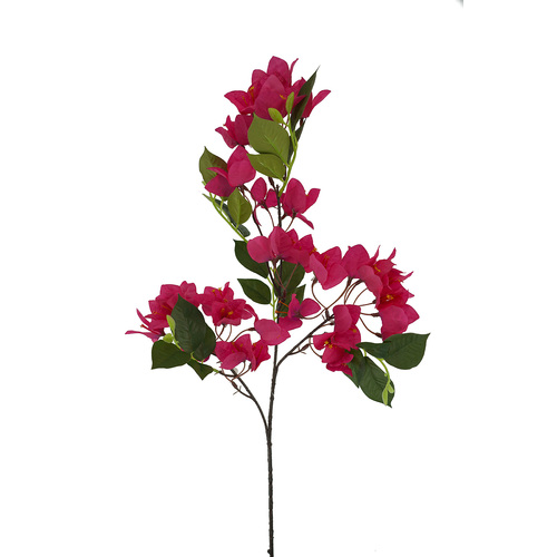 Bougainvillea HF1876HOT