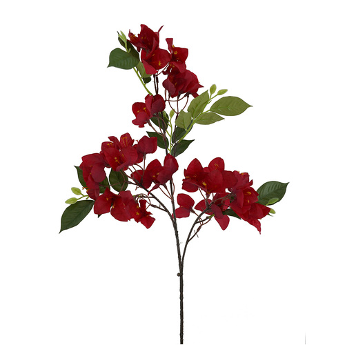 Bougainvillea HF1876RD