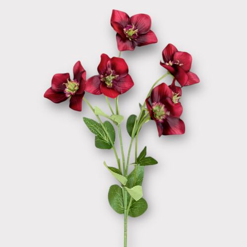 Helleborus Spray HF1878RED