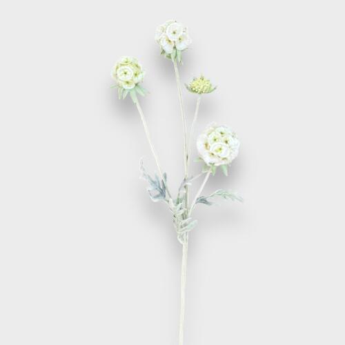 Scabiosa Pods HF1937CRM