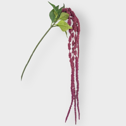 Amaranthus HF1966RED