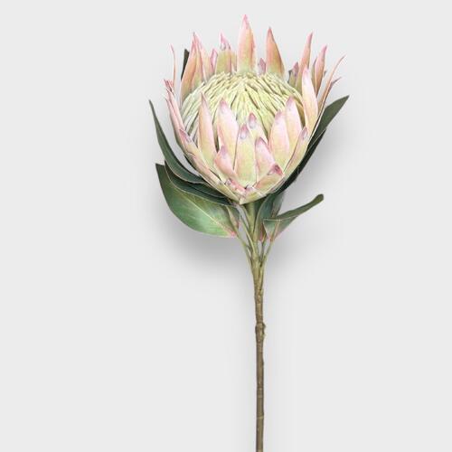 King Protea HF4625CRM