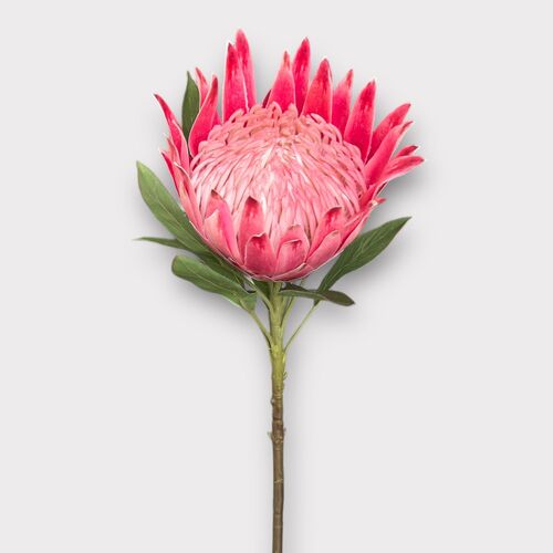 King Protea HF4625PNK