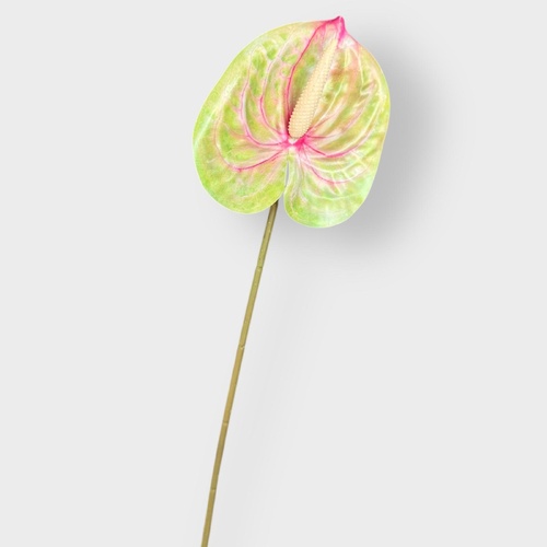 Anthurium HF5018G-PNK