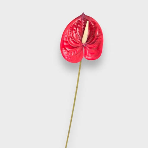 Anthurium HF5018RED