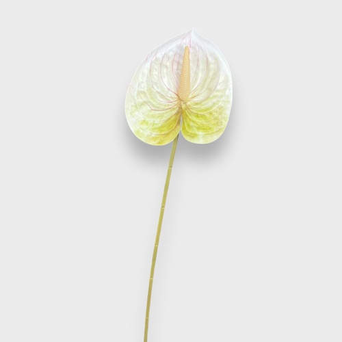 Anthurium HF5018W-GRN