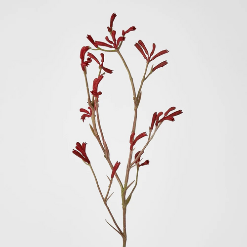 Kangaroo Paw Spray K20R