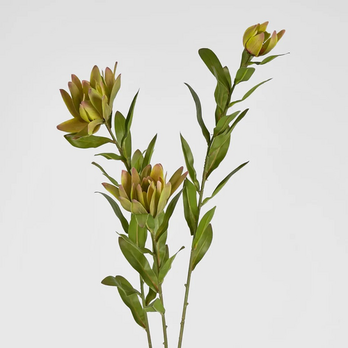 Leucadendron Spray Yellow L08Y