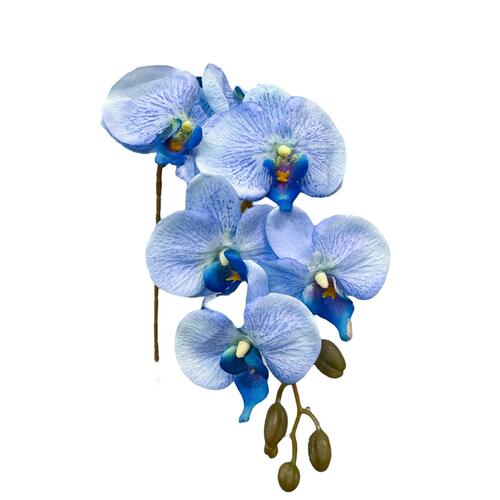 Phalaenopsis Orchid LB0041-BLUE