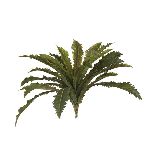 Asplenium Fern Bush LIM-GRN