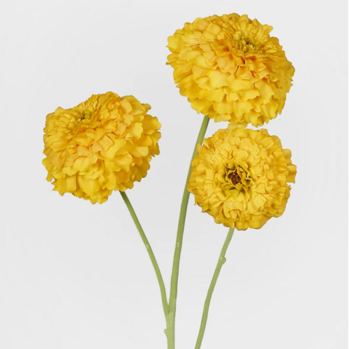 Marigold Spray M129Y