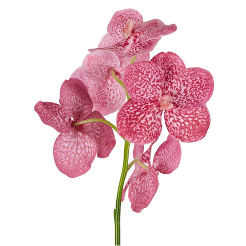 Vanda Orchid O105PNK