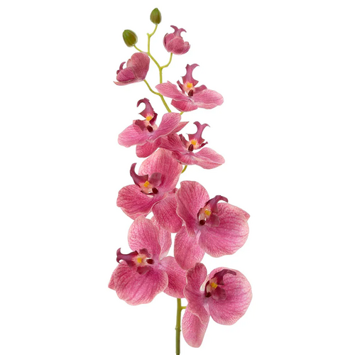 Phalaenopsis orchid O229P