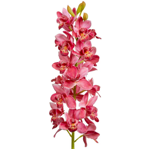 Orchid Cymbidium 80cm O256DP